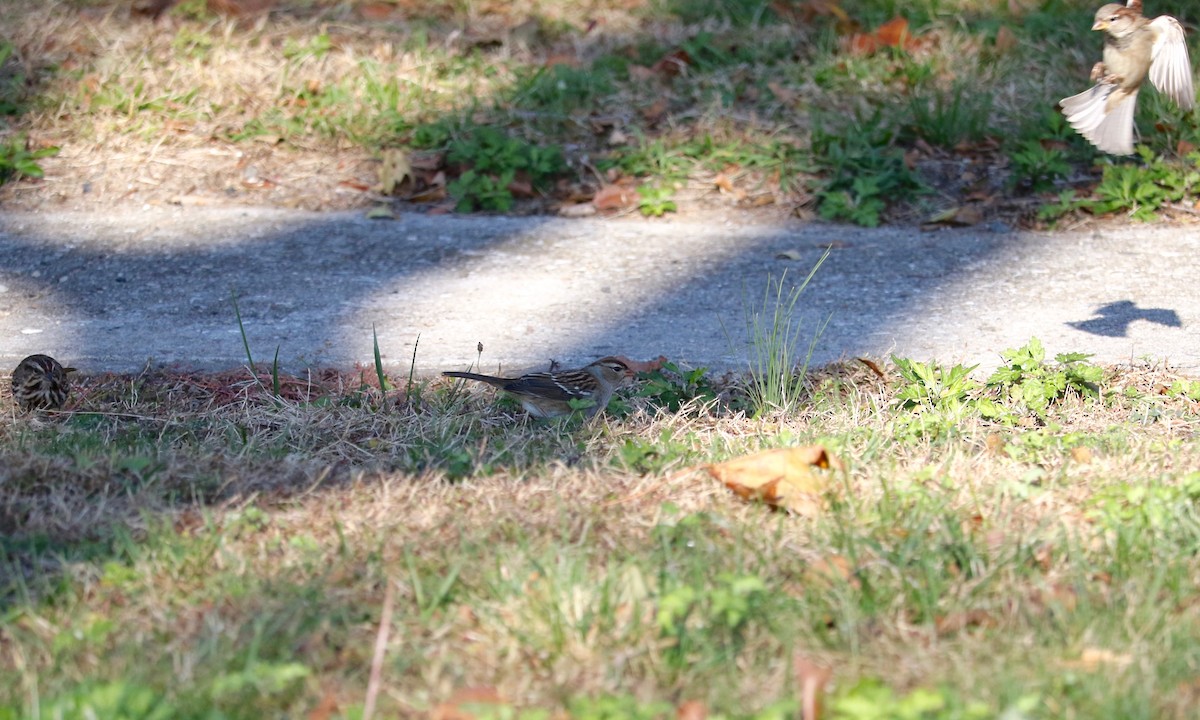 White-crowned Sparrow - ML644796075