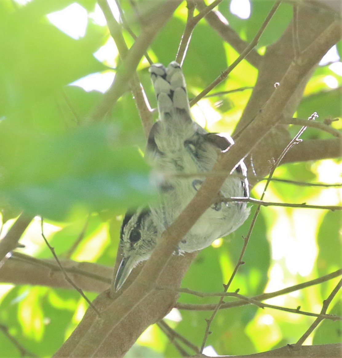 Bahia Antwren - ML644796077