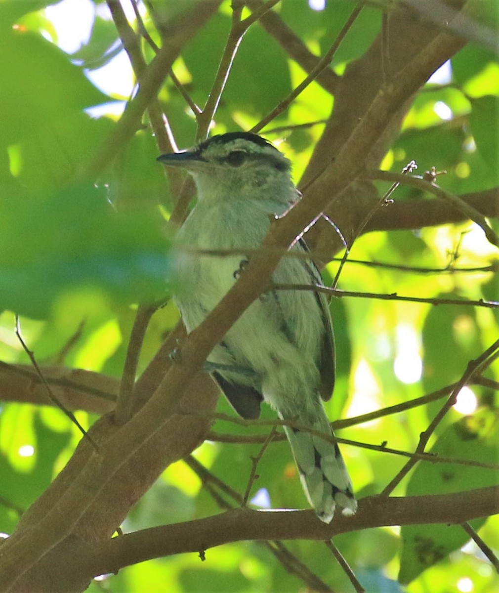 Bahia Antwren - ML644796078