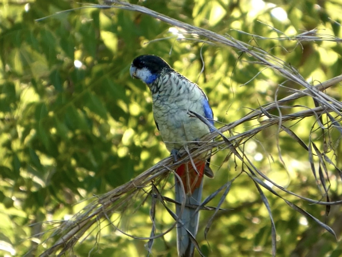 svarthetterosella - ML644796085