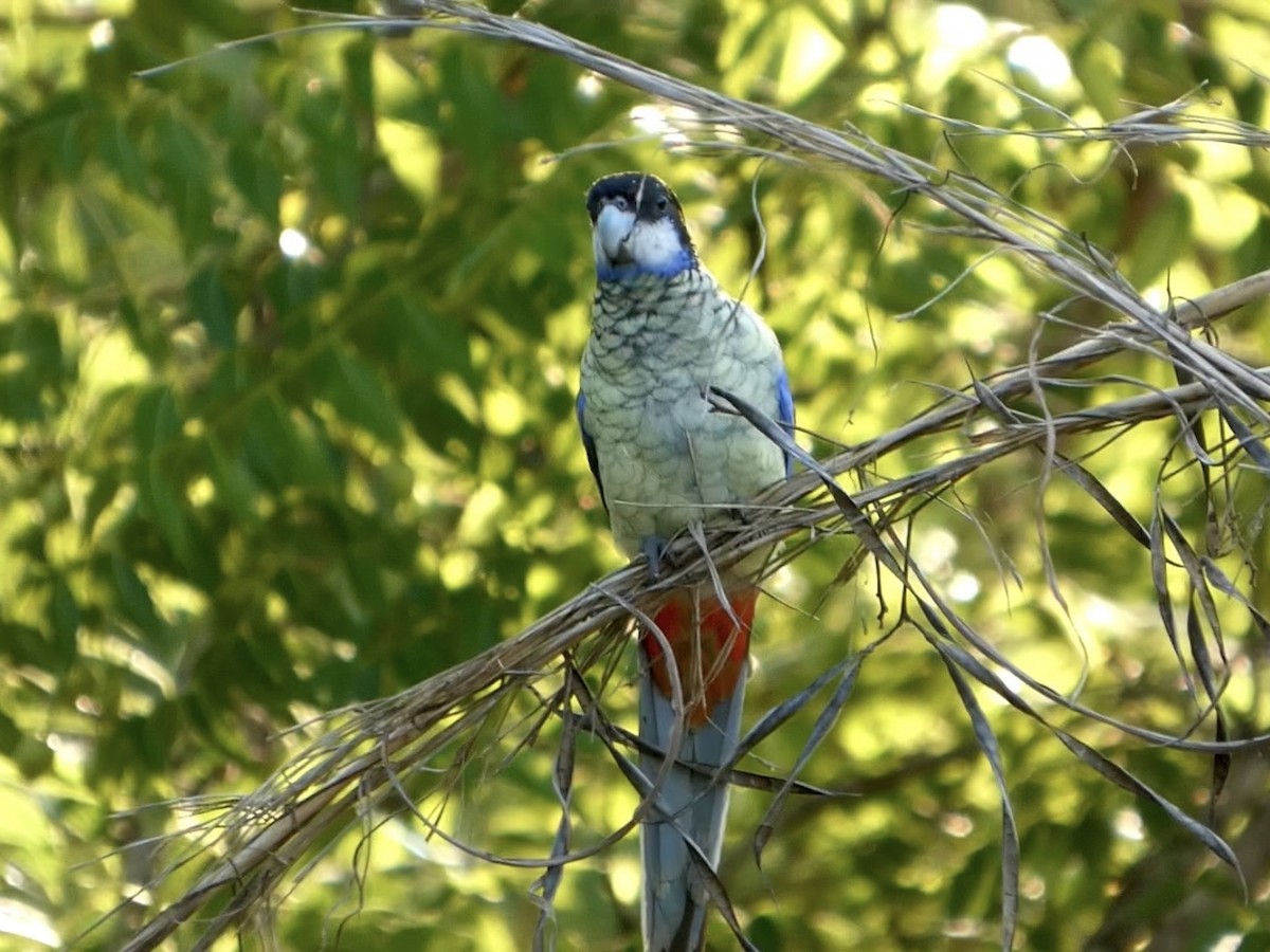 svarthetterosella - ML644796086