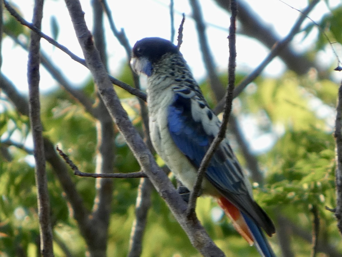 svarthetterosella - ML644796087