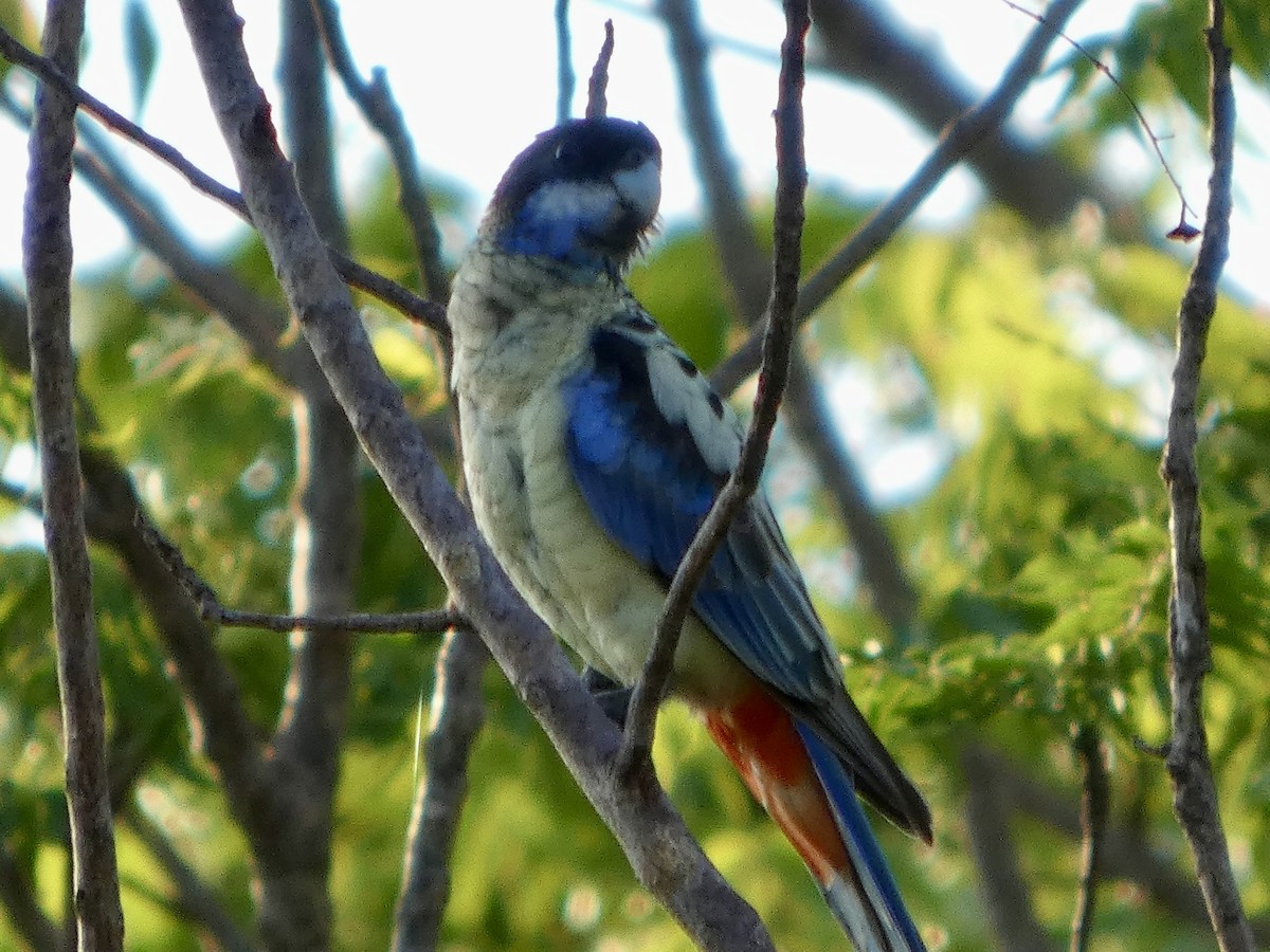 svarthetterosella - ML644796088