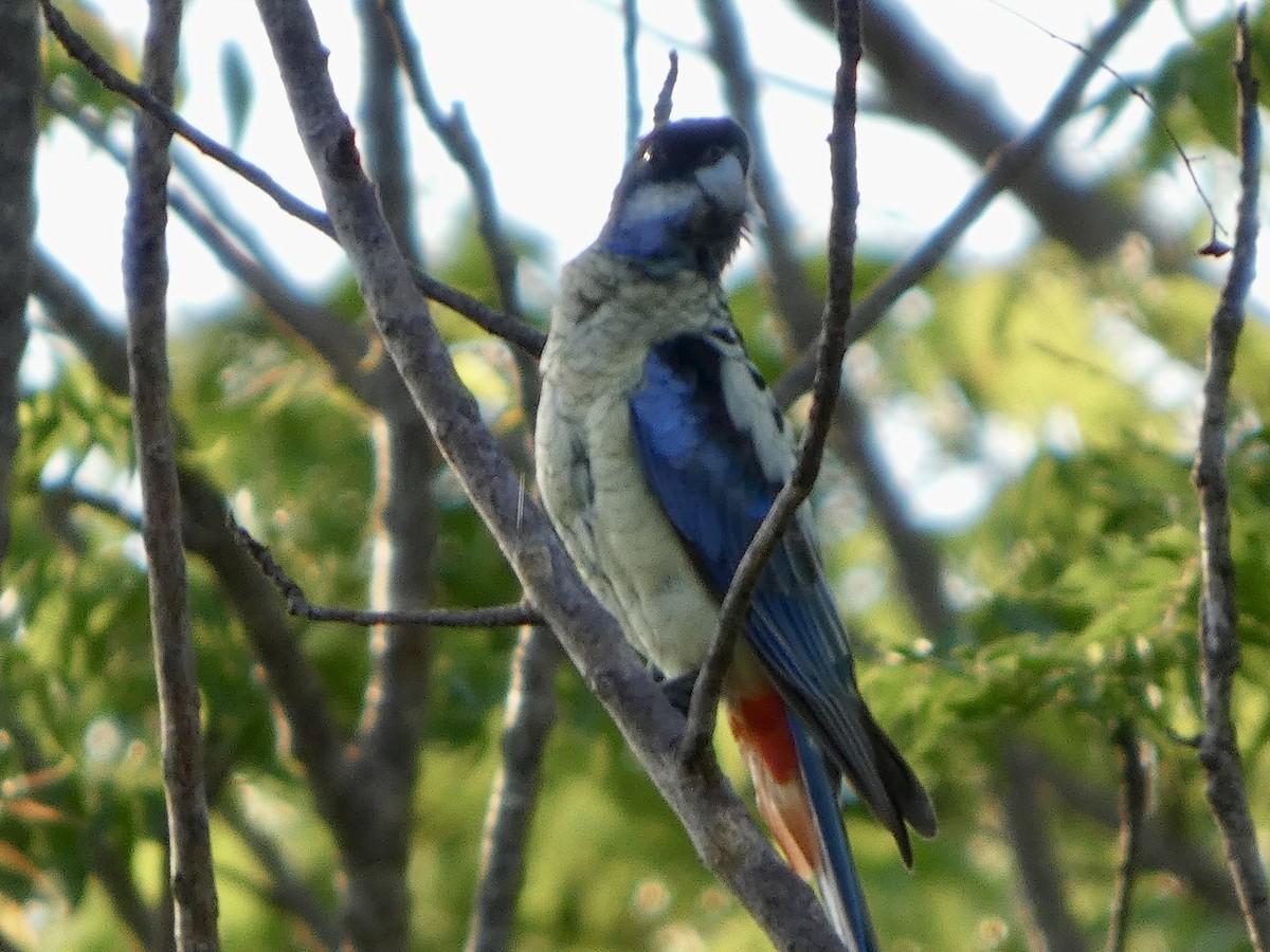 svarthetterosella - ML644796089