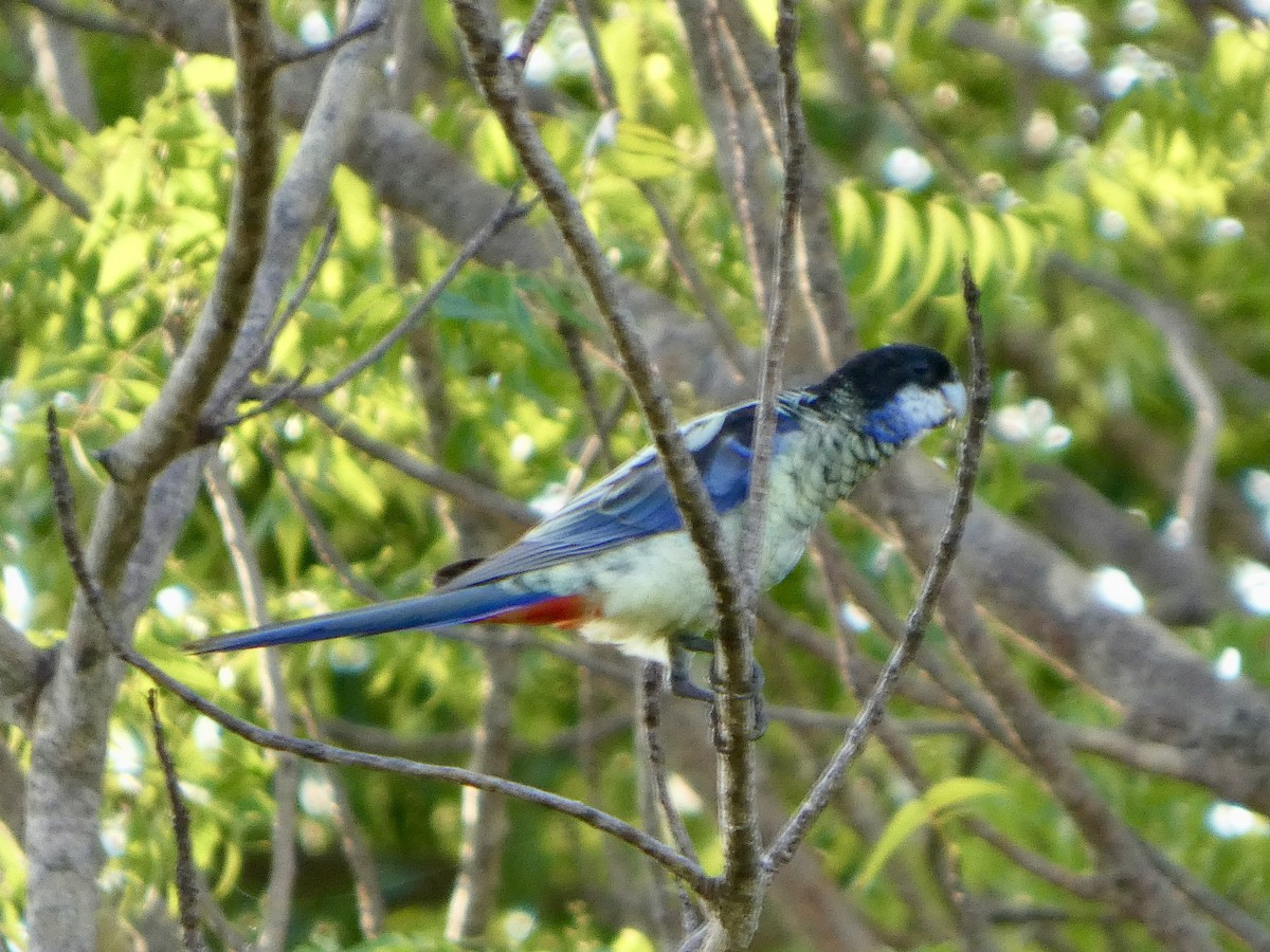 svarthetterosella - ML644796090