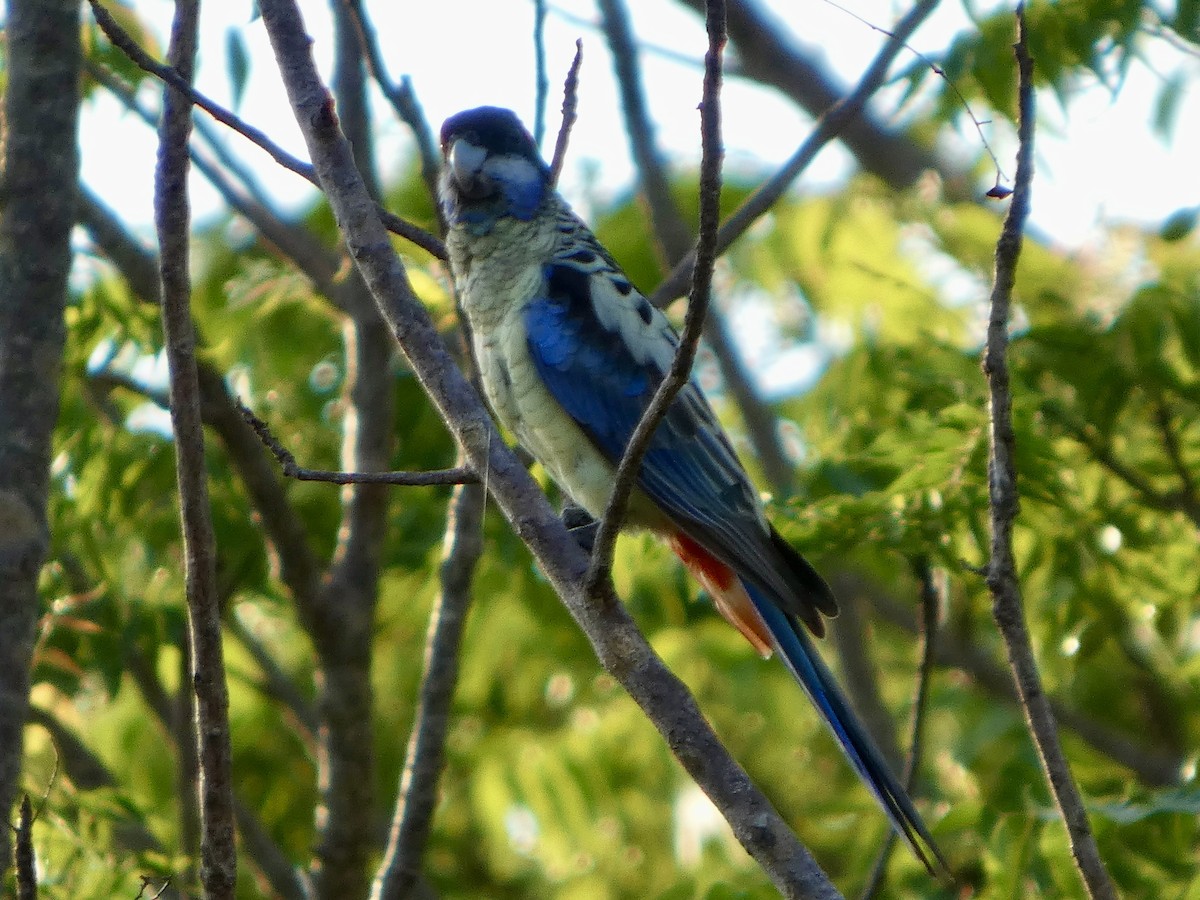 svarthetterosella - ML644796091