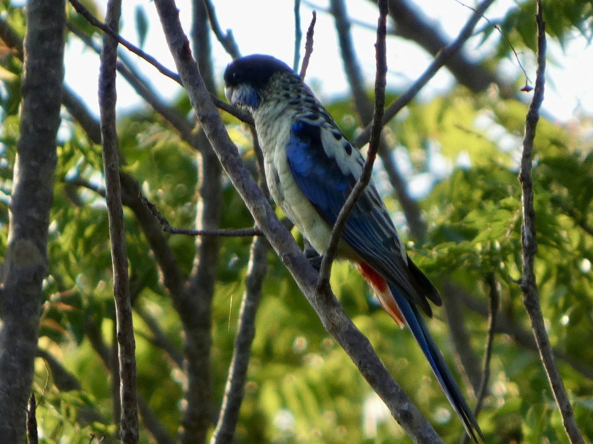 svarthetterosella - ML644796092