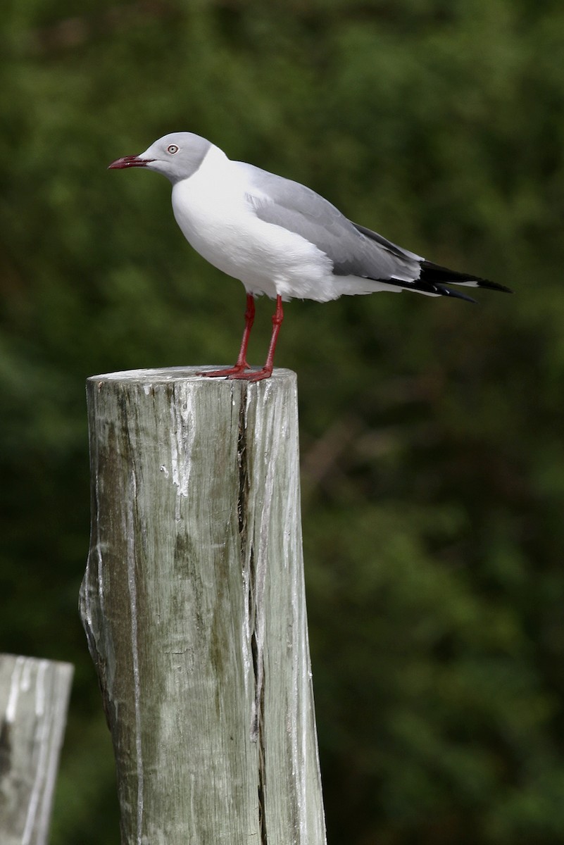 Gray-hooded Gull - ML644796101
