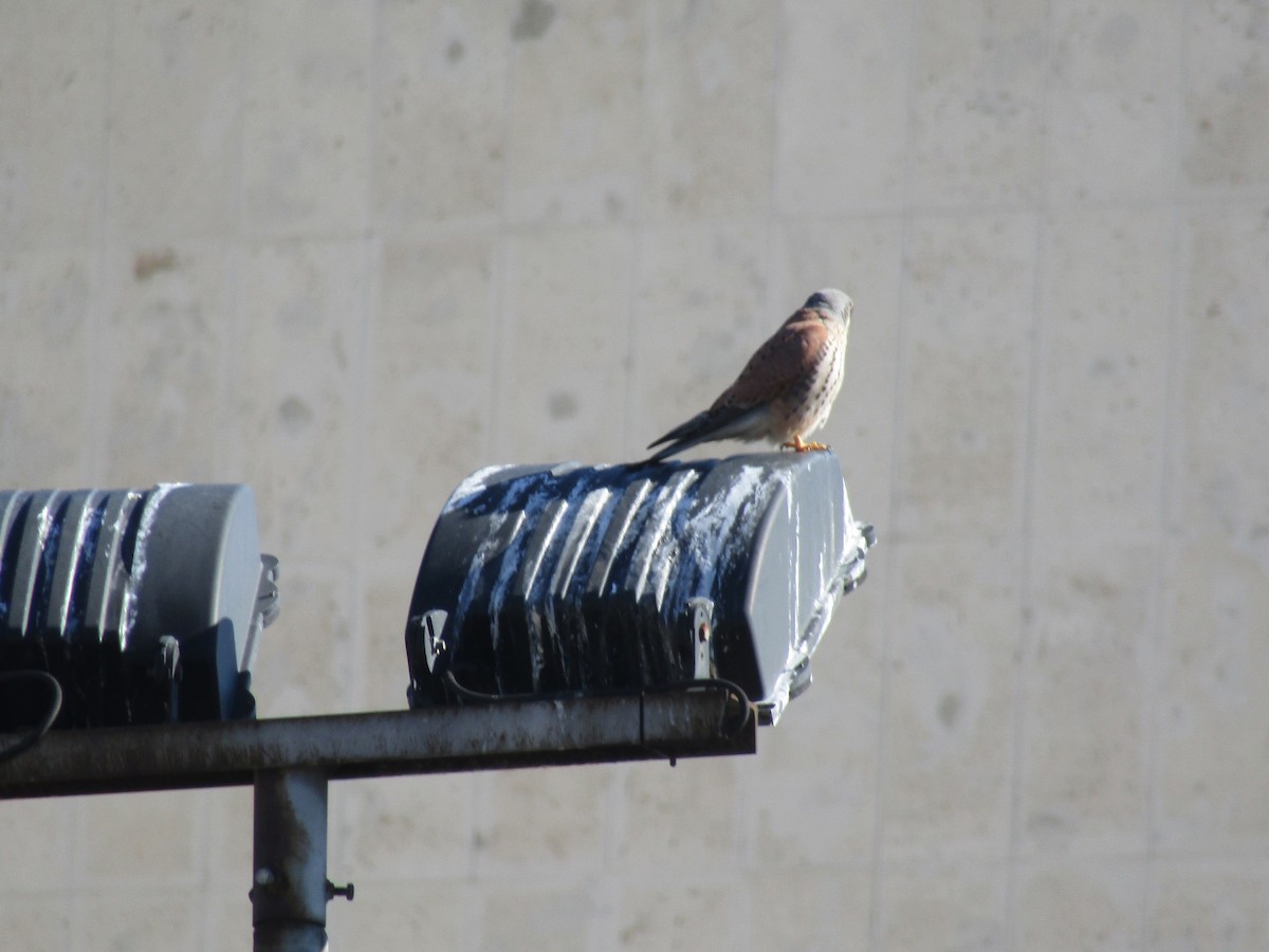 Cernícalo Vulgar - ML644796103