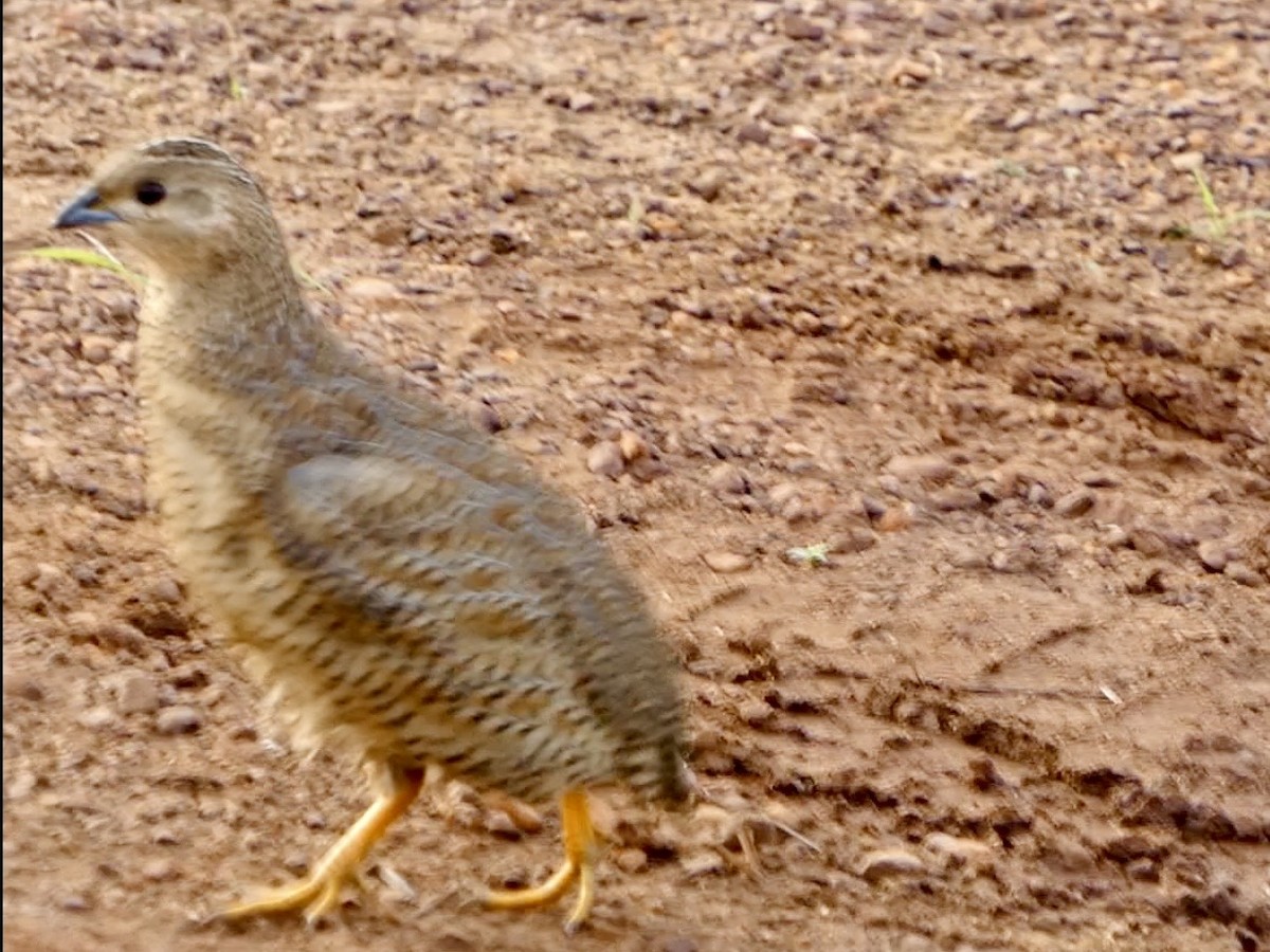 Brown Quail - ML644796116