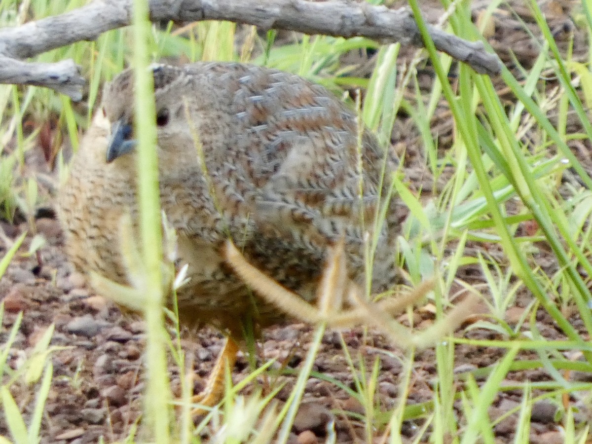 Brown Quail - ML644796117