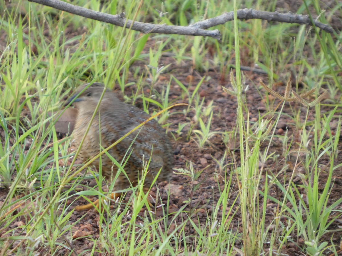 Brown Quail - ML644796118