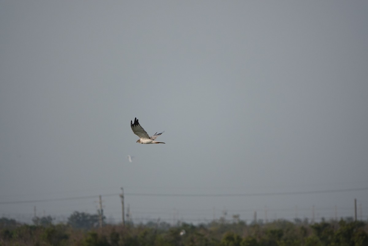 moták východní - ML644796127