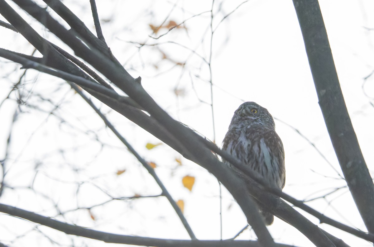 Eurasian Pygmy-Owl - ML644796128
