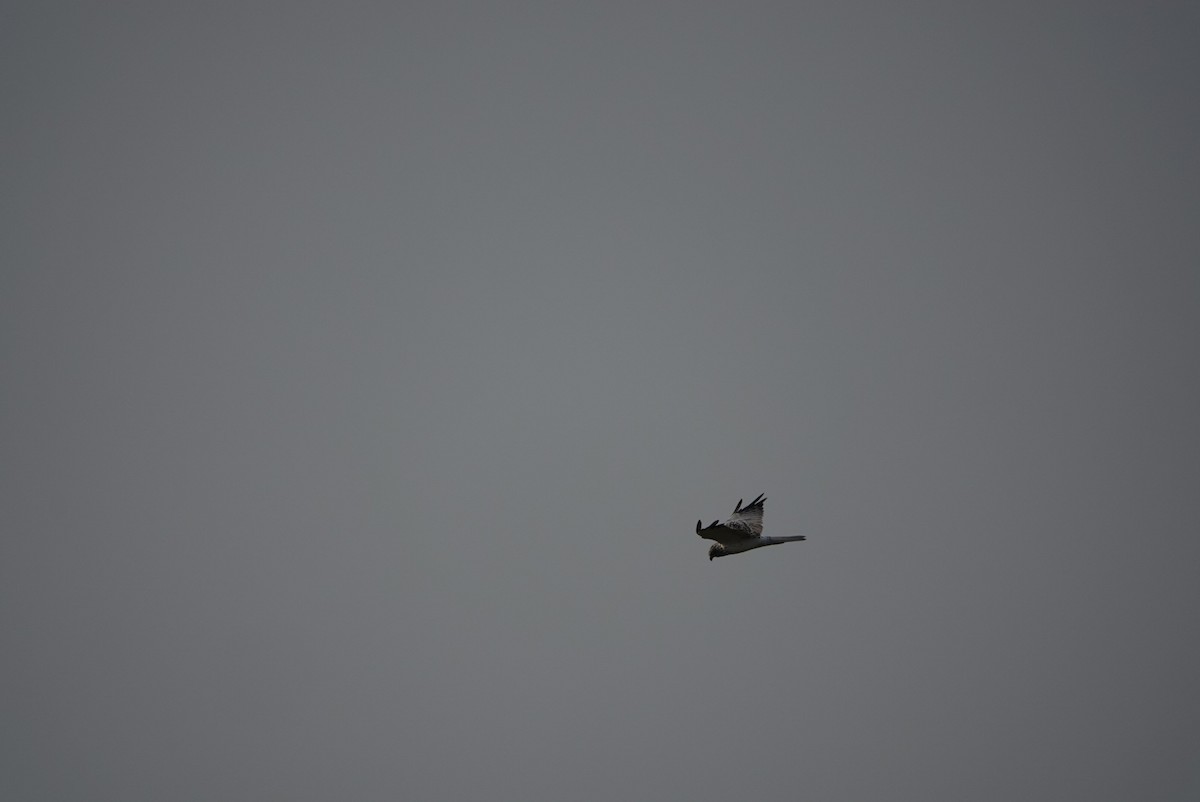 moták východní - ML644796132