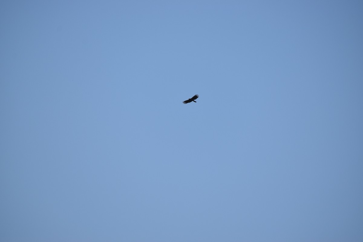 Haubenschlangenadler - ML644796139