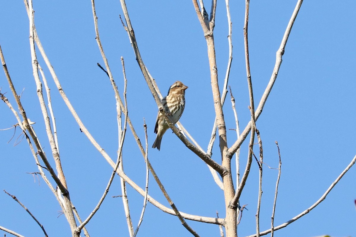 Purple Finch - ML644796149