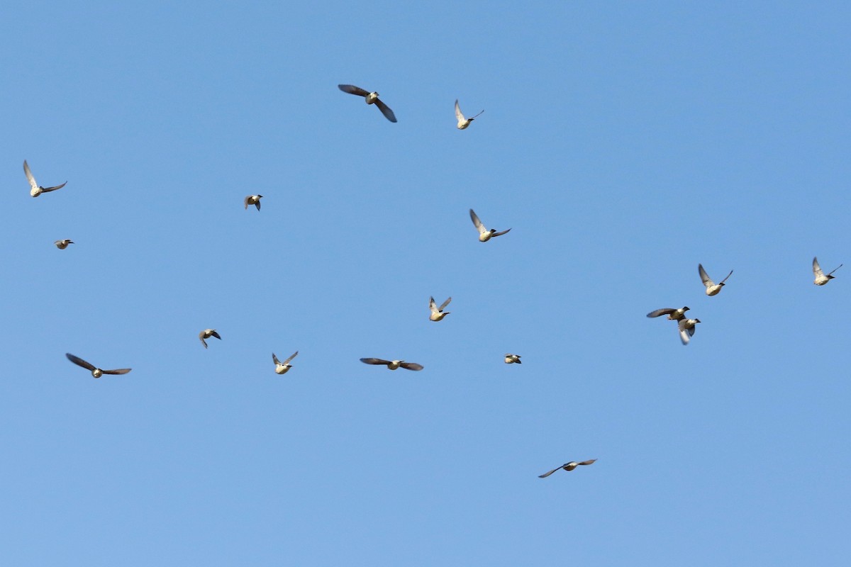 Cedar Waxwing - ML644796151