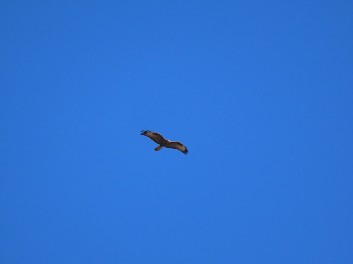 Common Buzzard - ML644796172