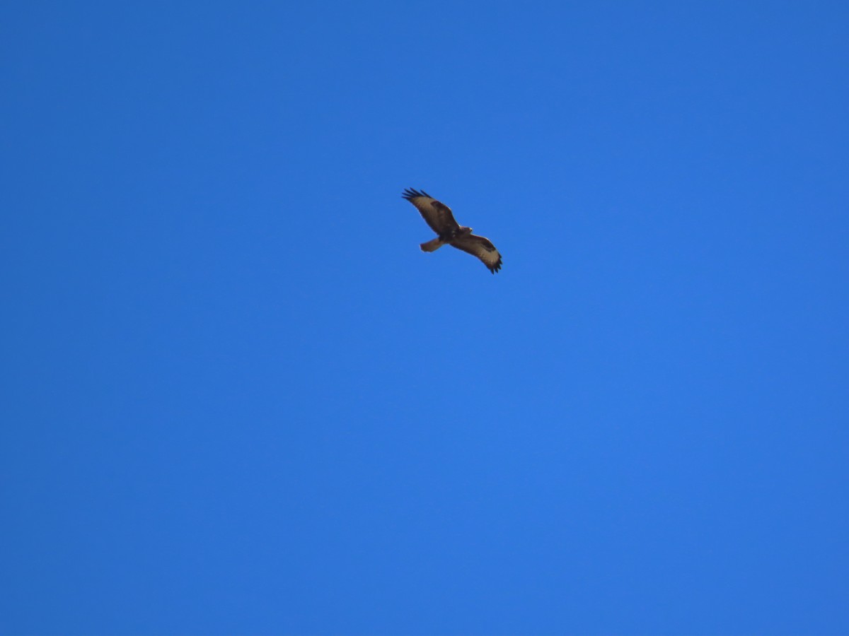 Common Buzzard - ML644796173