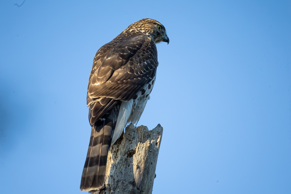 クーパーハイタカ - ML644796178