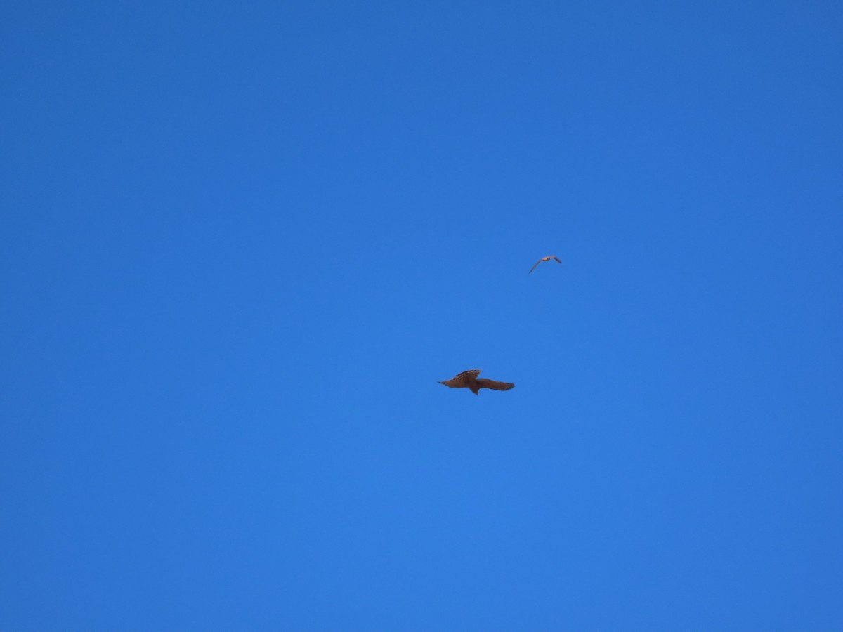 Eurasian Goshawk - ML644796184