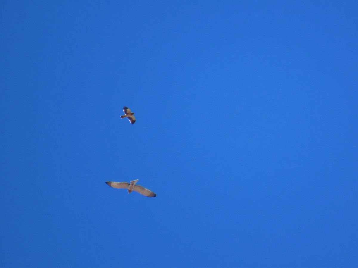 orlík krátkoprstý - ML644796189