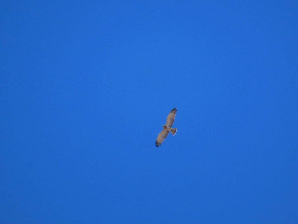 orlík krátkoprstý - ML644796190