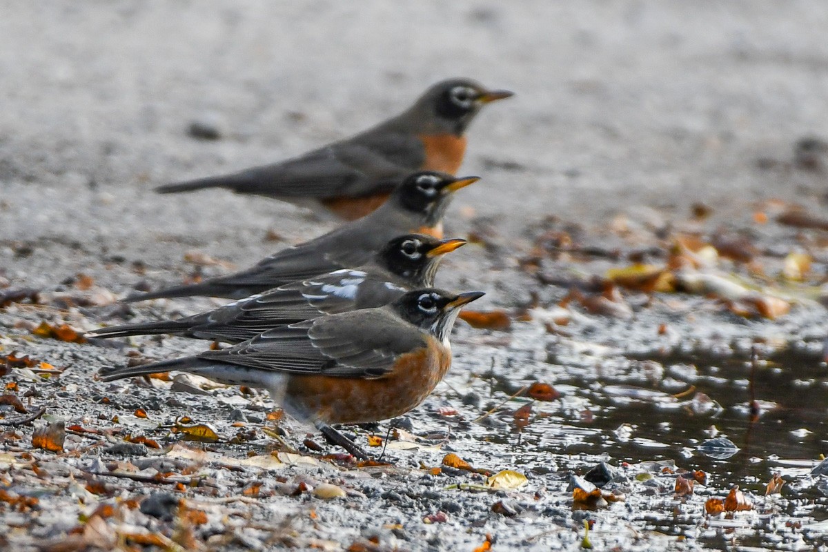 drozd stěhovavý - ML644796211