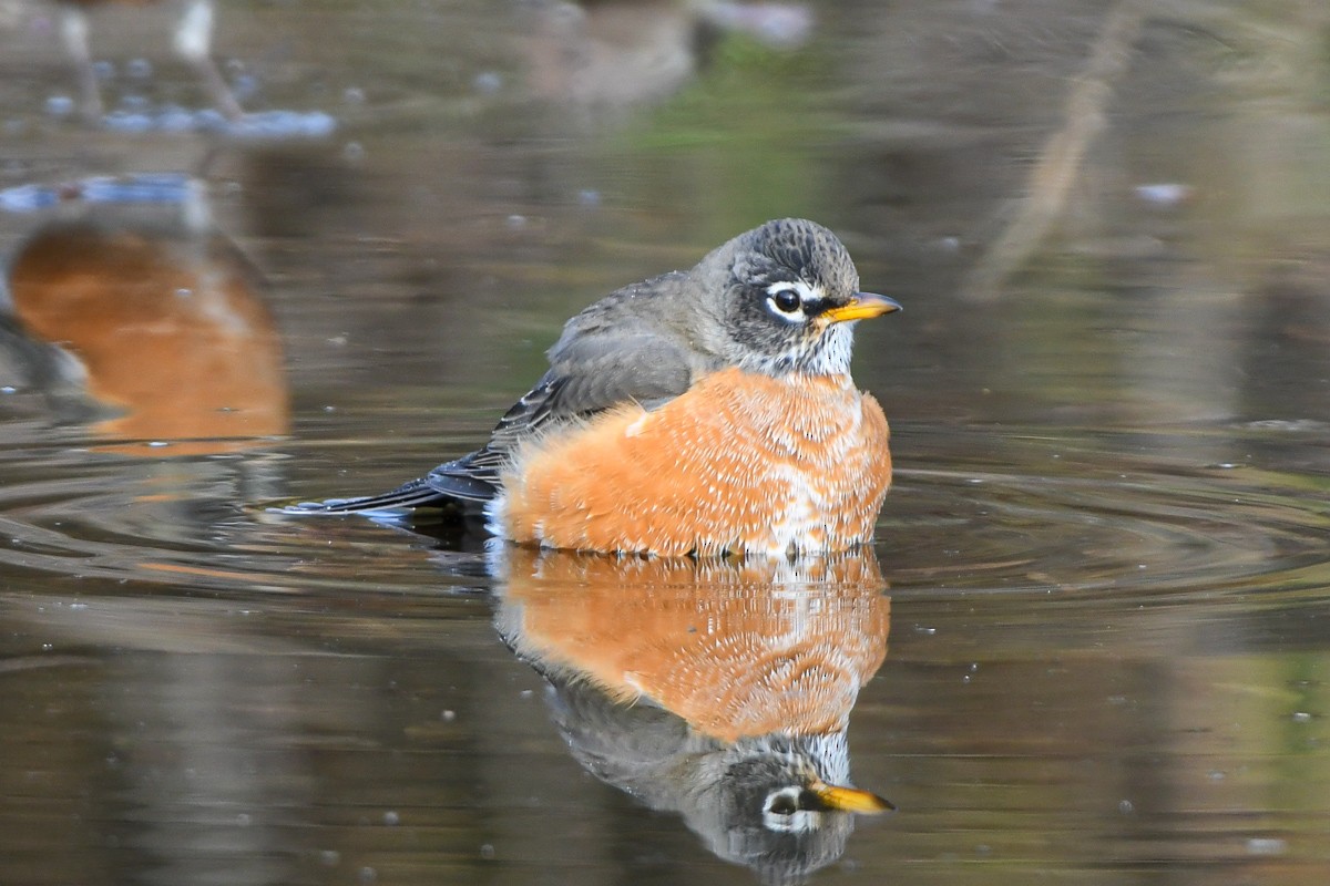 drozd stěhovavý - ML644796212