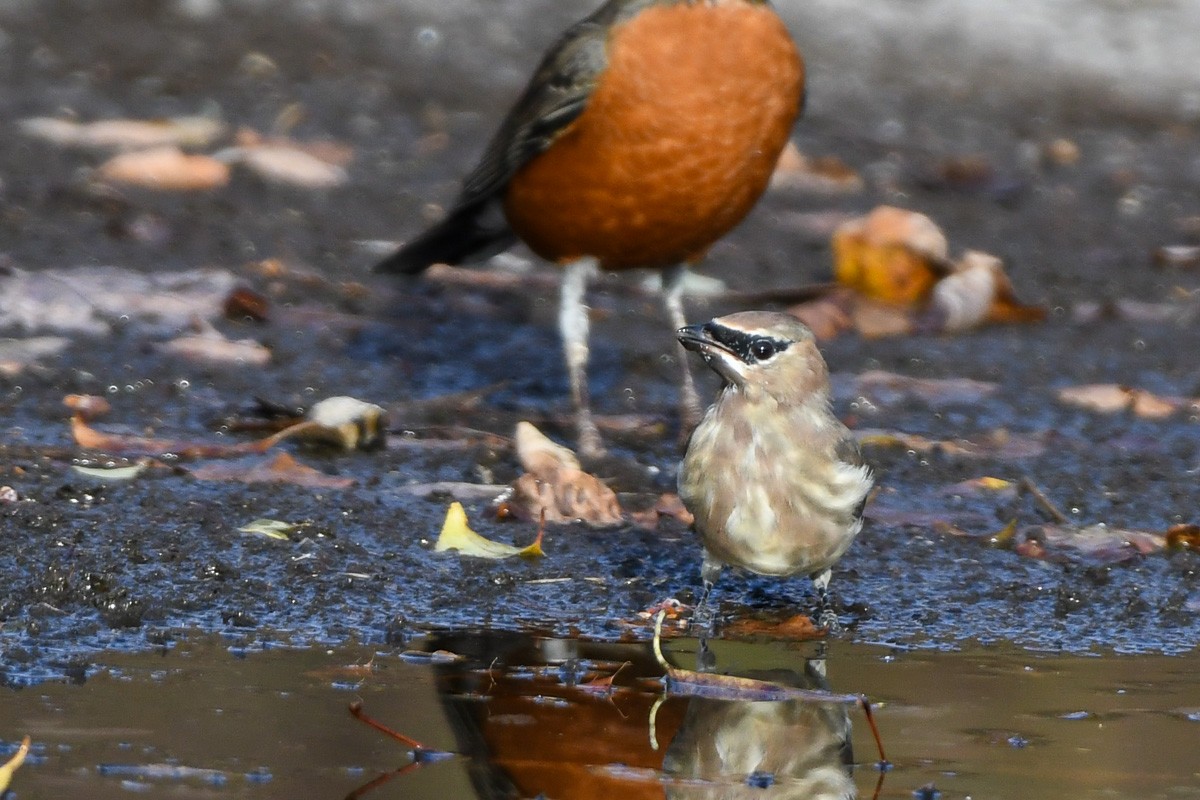 Cedar Waxwing - ML644796220