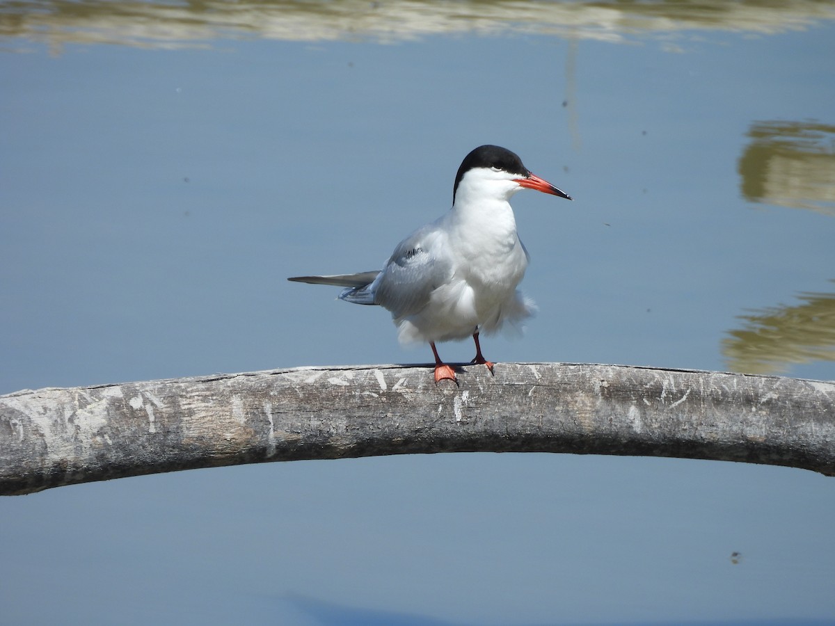 燕鷗 - ML644796221