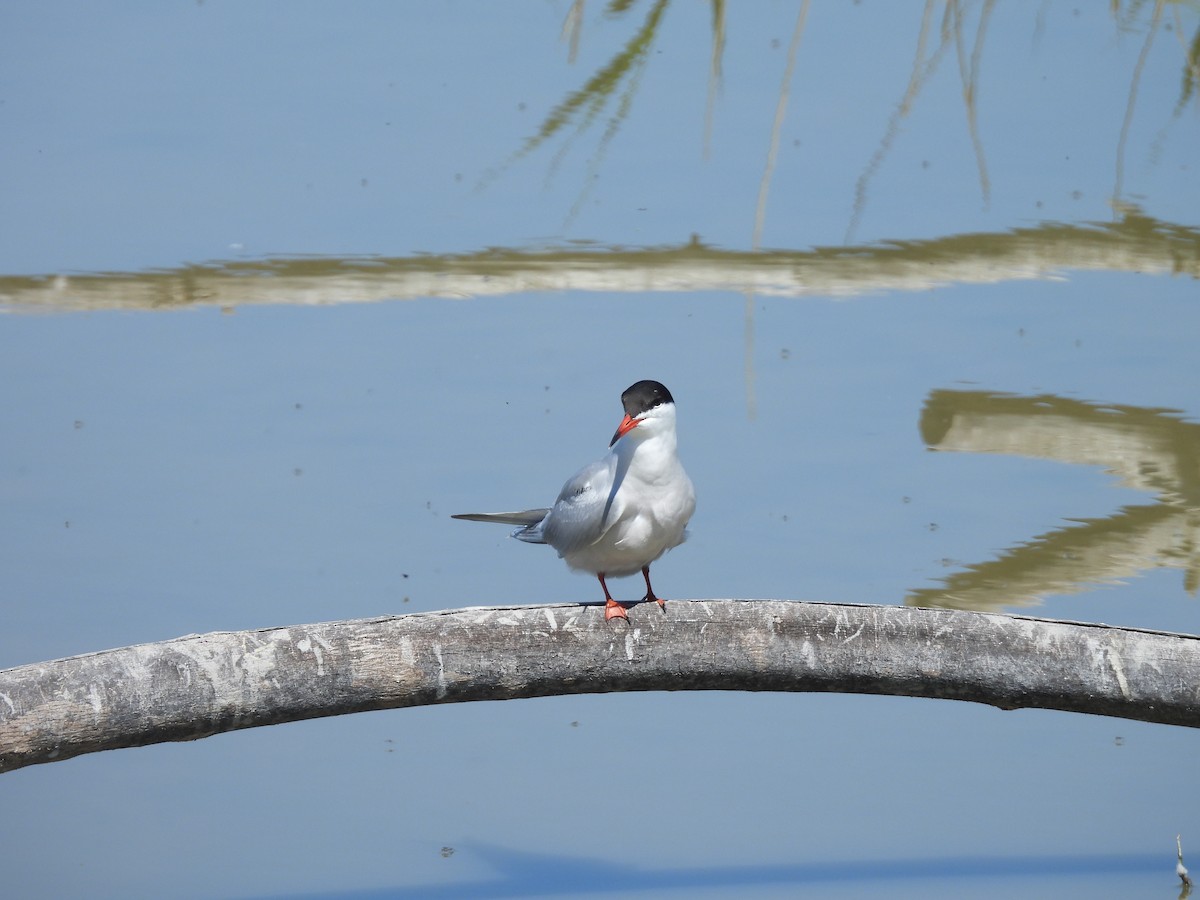 燕鷗 - ML644796223