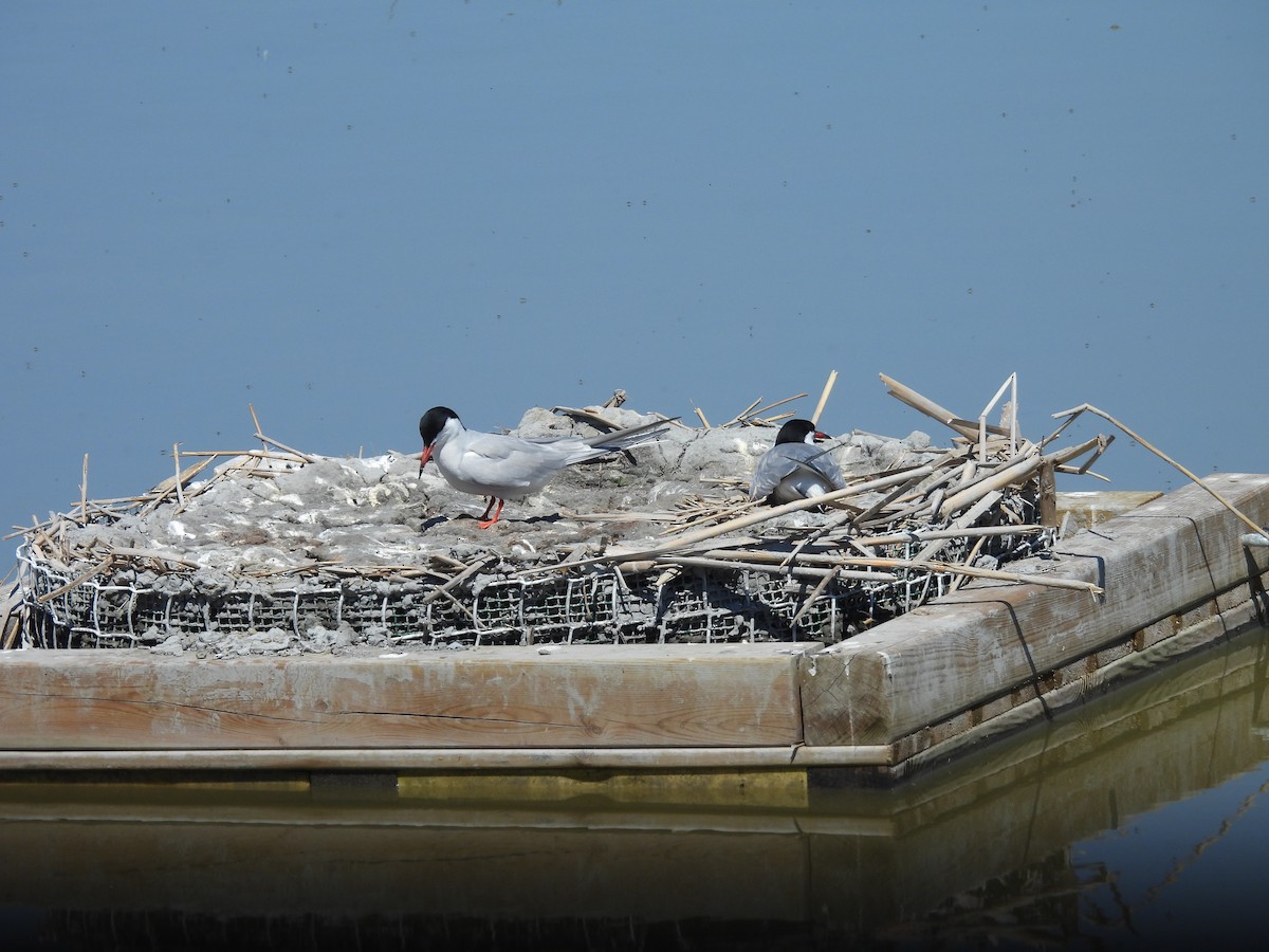 燕鷗 - ML644796225