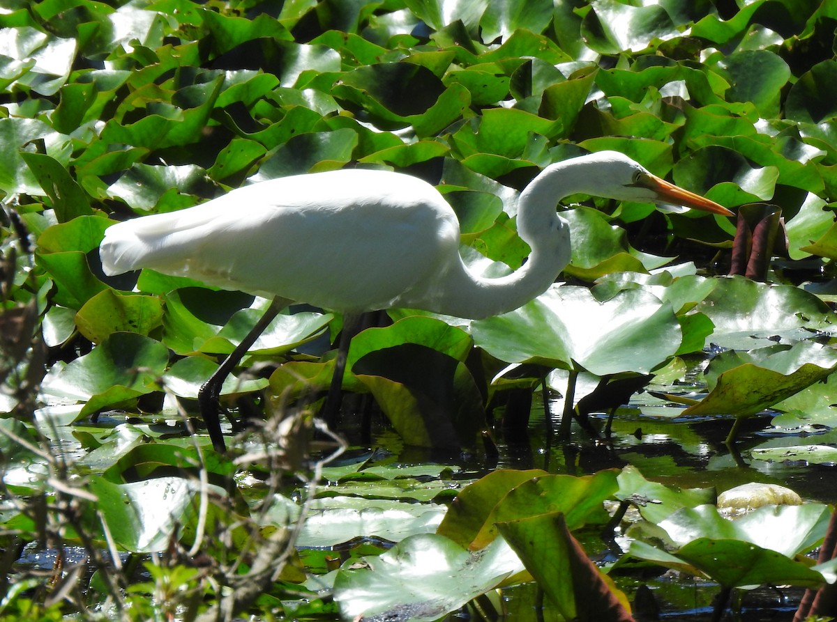 Plumed Egret - ML644796231