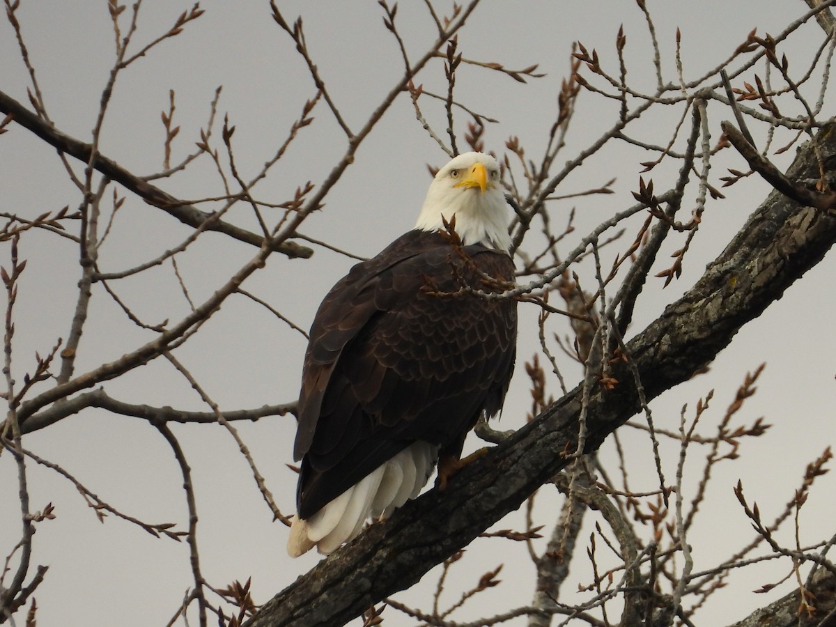 Bald Eagle - ML644796234