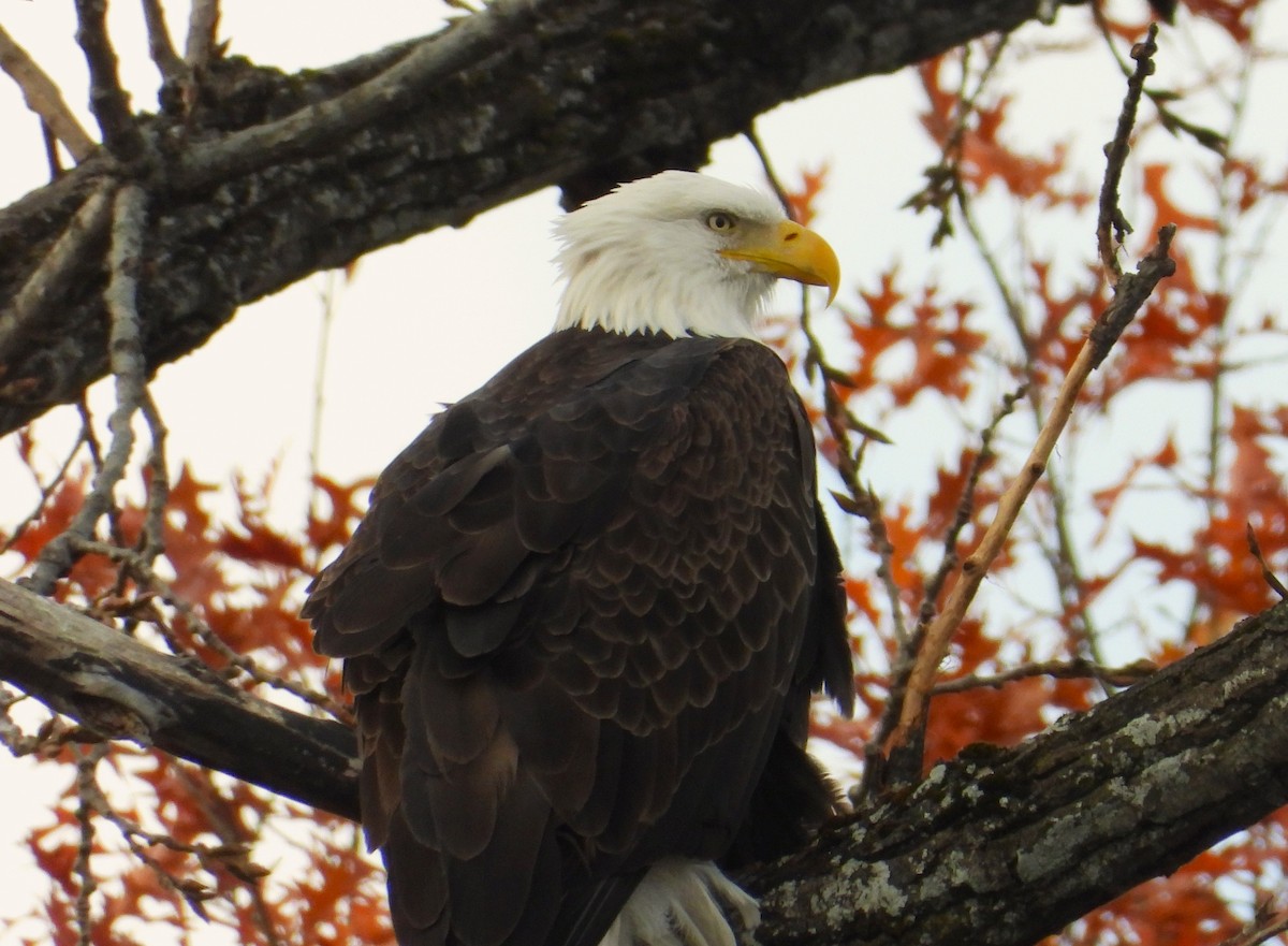 Bald Eagle - ML644796235