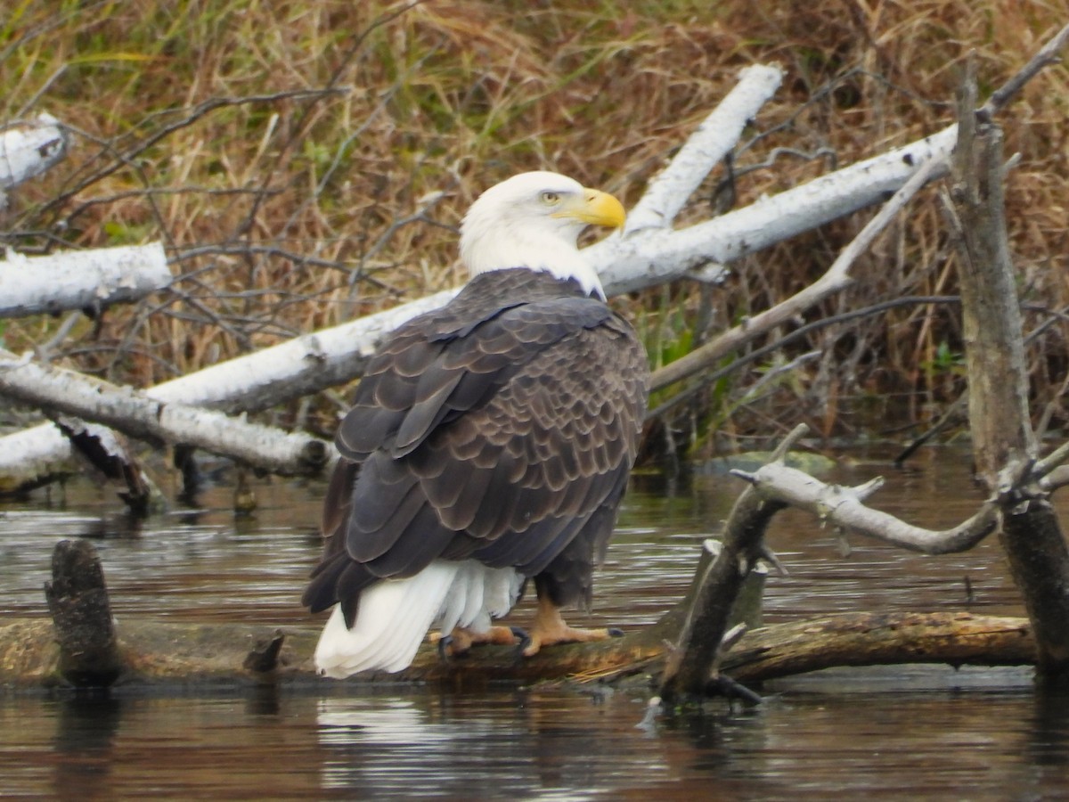 Bald Eagle - ML644796236