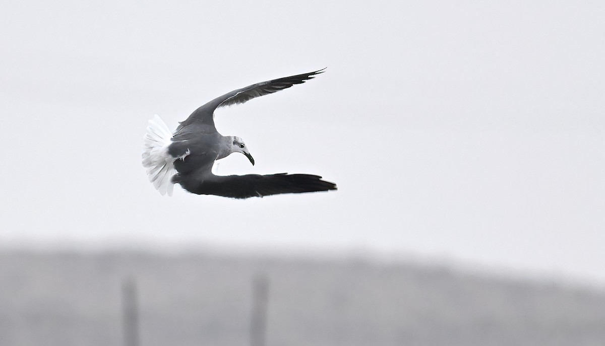 Ацтекская чайка - ML644796240