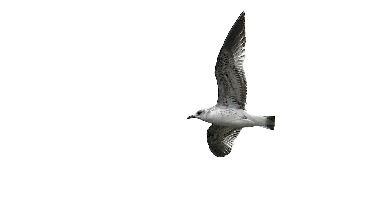 Gavina - ML644796242