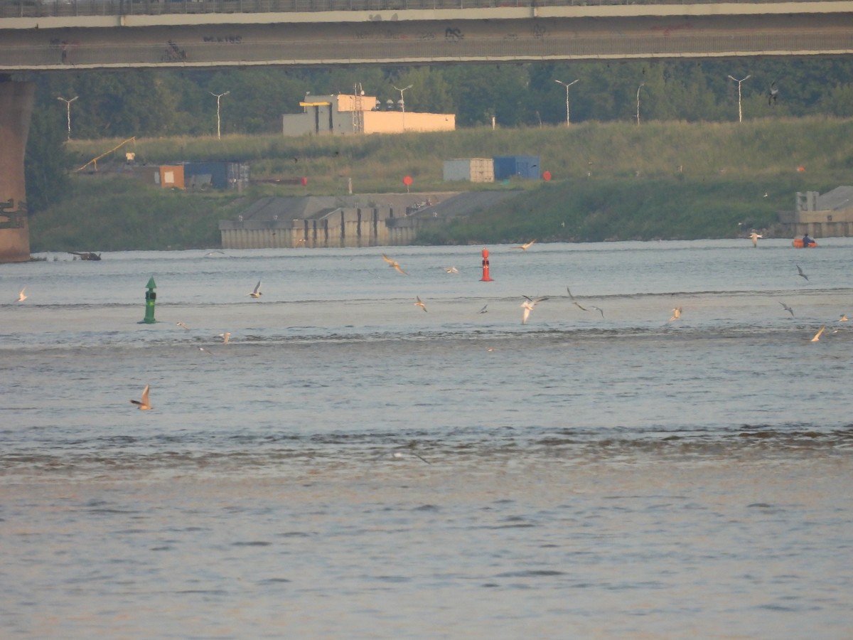 燕鷗 - ML644796243