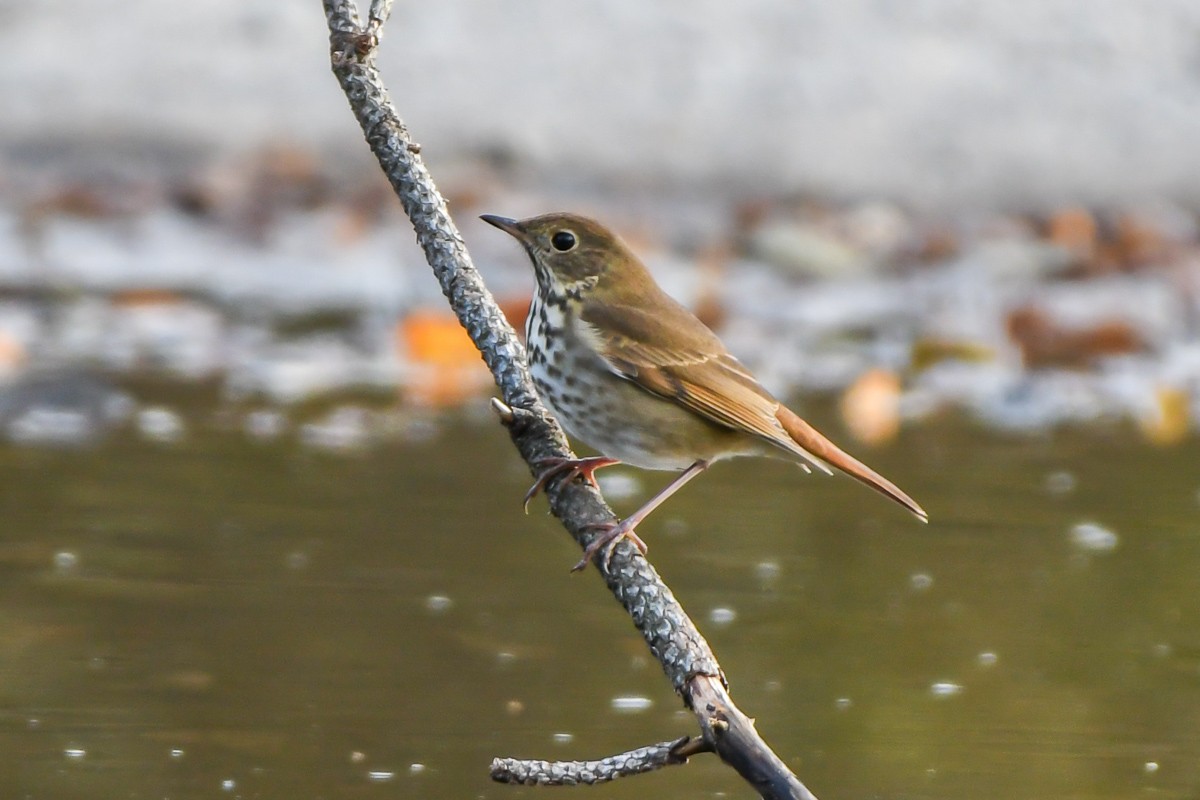 Hermit Thrush - ML644796245