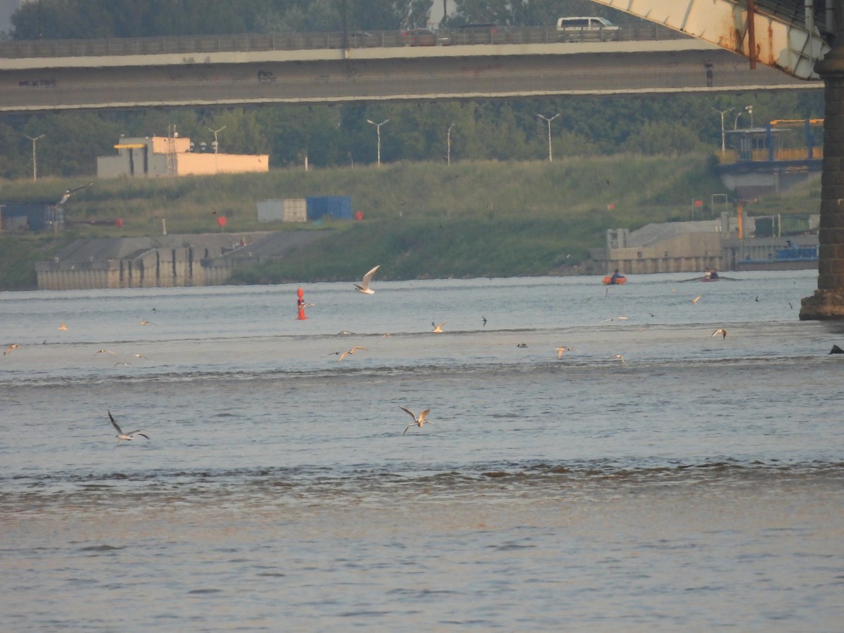 燕鷗 - ML644796246