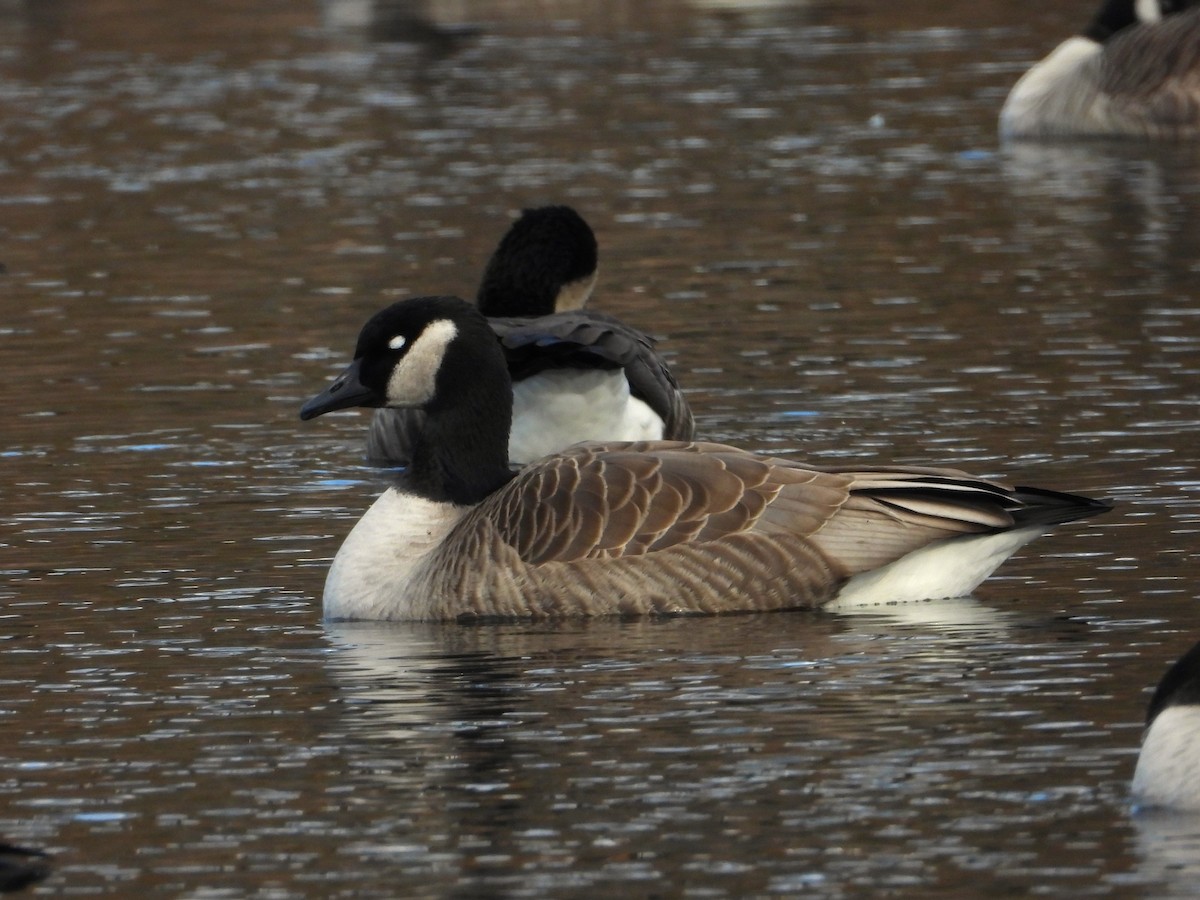 Branta kanadar handia - ML644796247