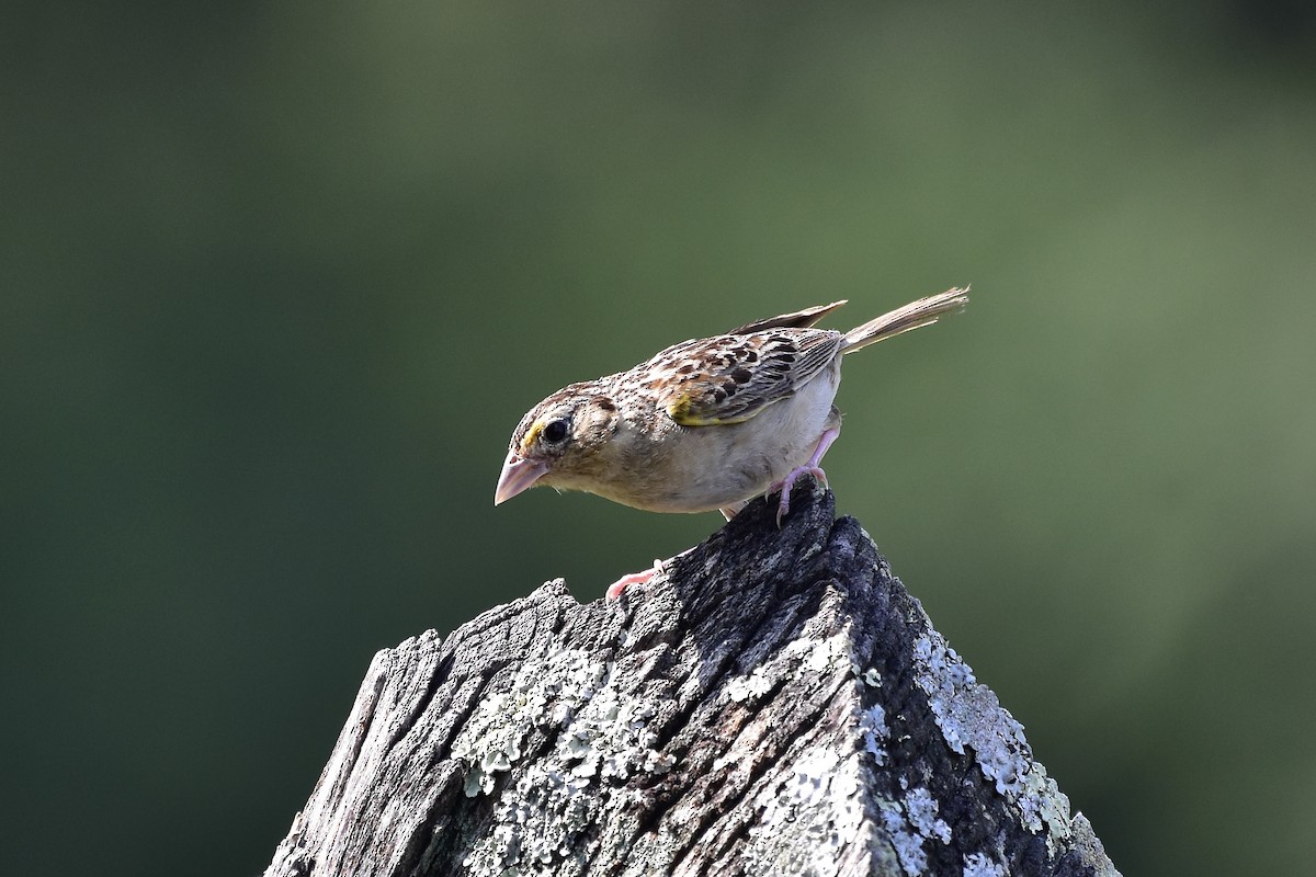 Grasshopper Sparrow - ML644796250