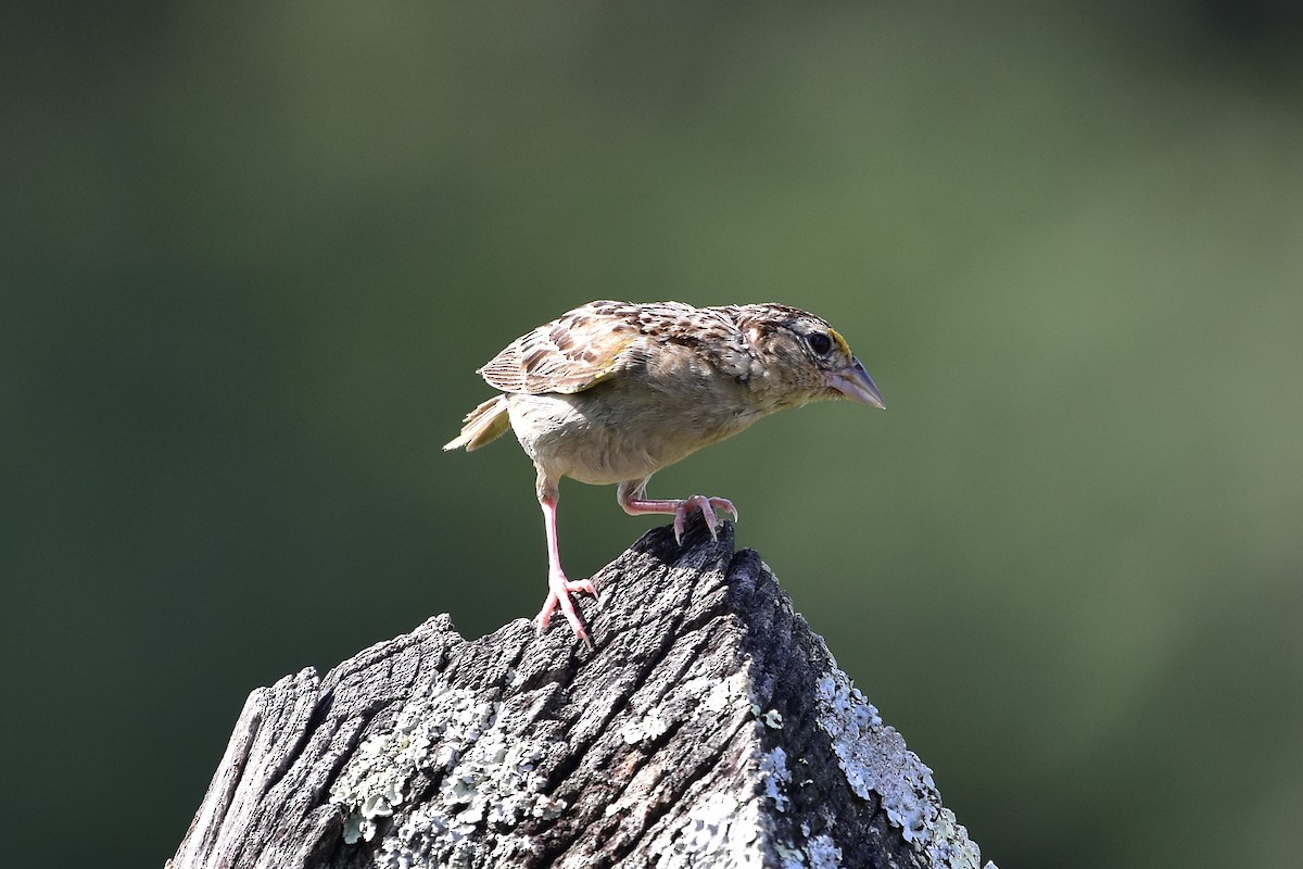 Grasshopper Sparrow - ML644796251