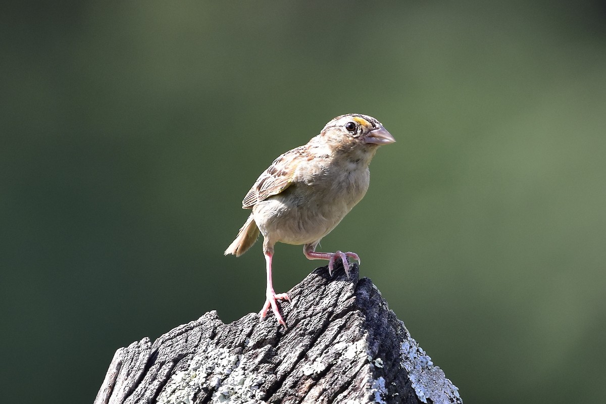 Grasshopper Sparrow - ML644796252