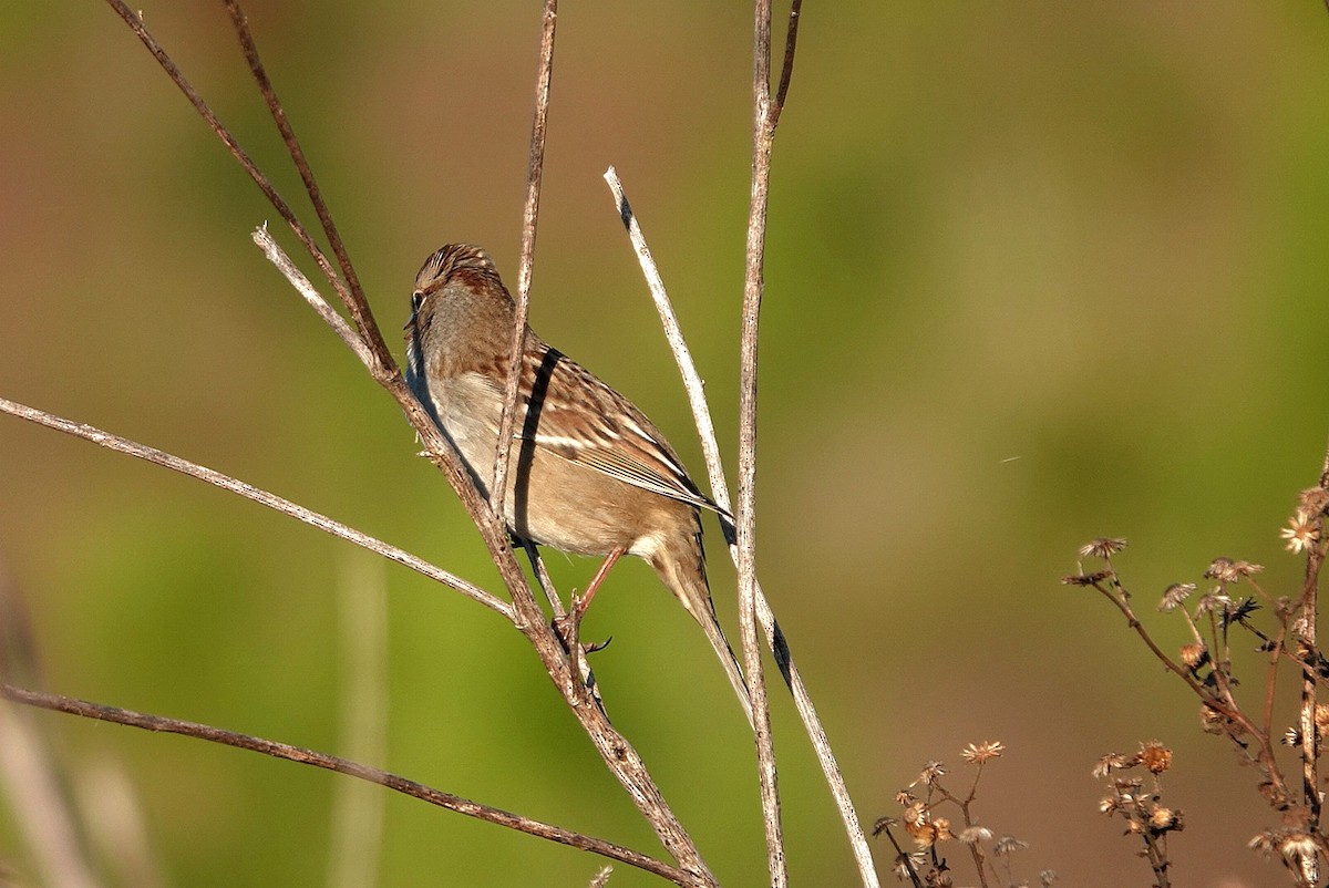 White-crowned Sparrow (Gambel's) - ML644796253