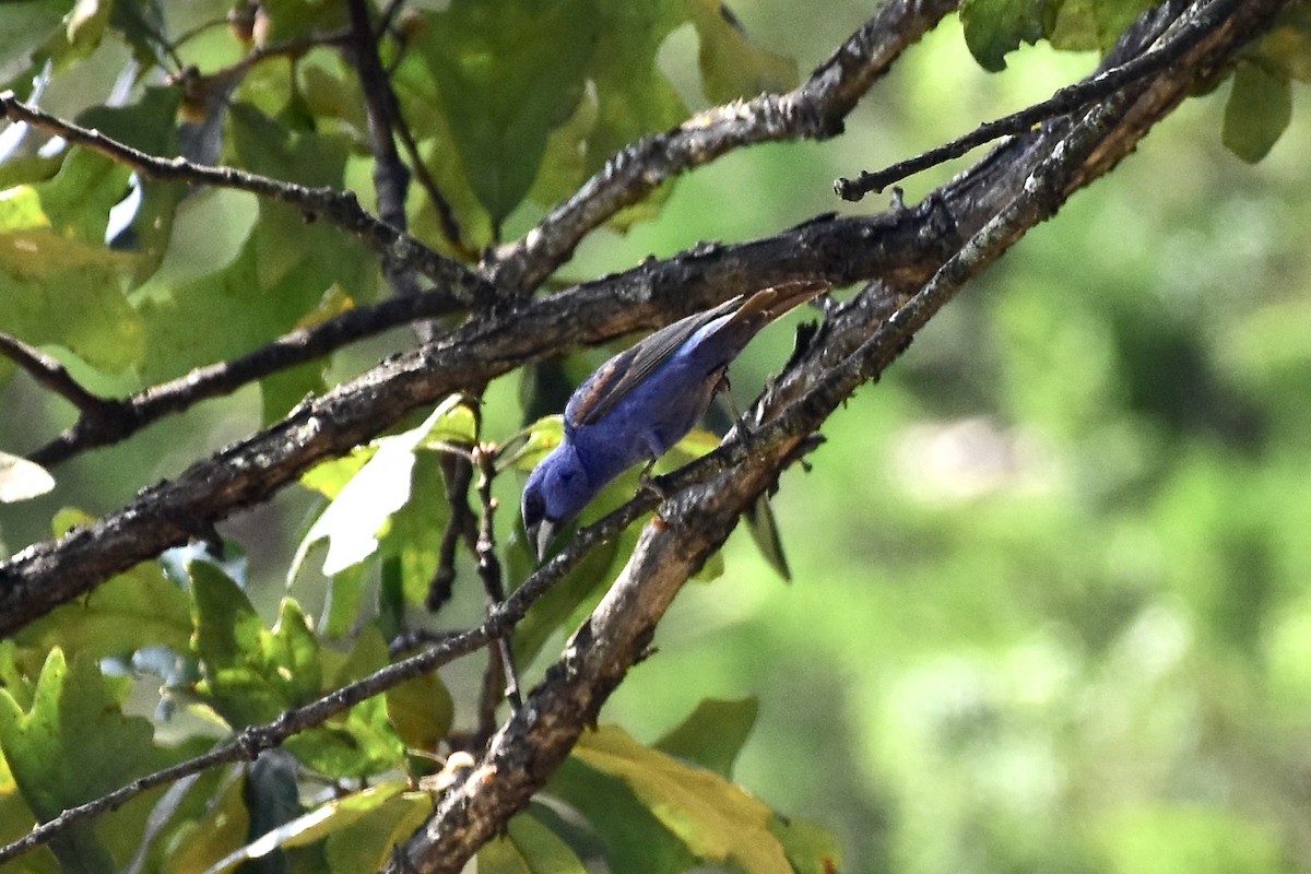 Blue Grosbeak - ML644796267