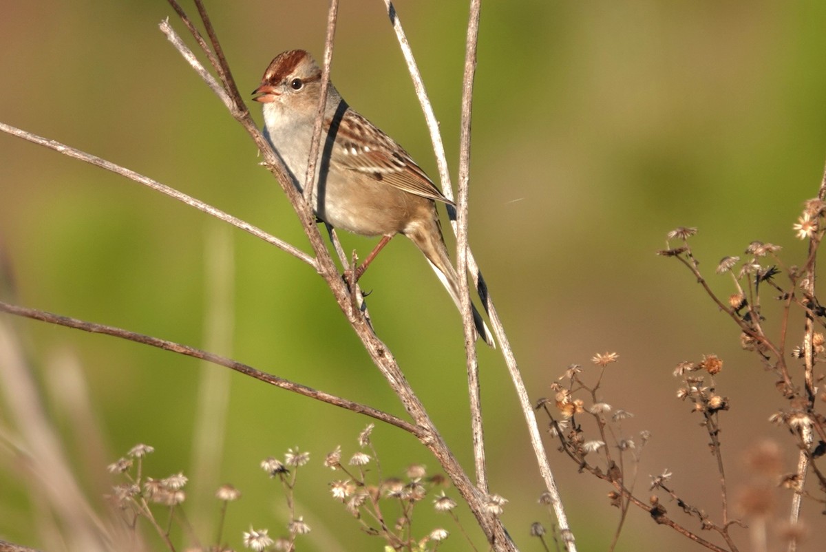 White-crowned Sparrow (Gambel's) - ML644796291